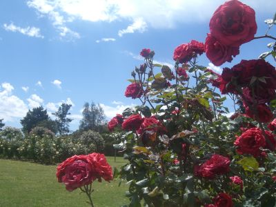 upload_adelaide8.jpg