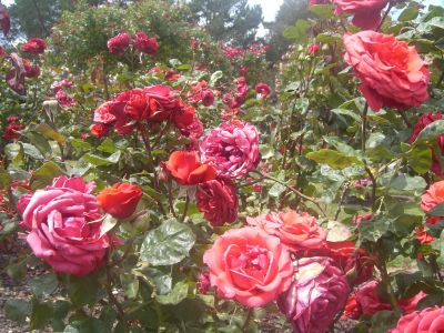 upload_adelaide9.jpg